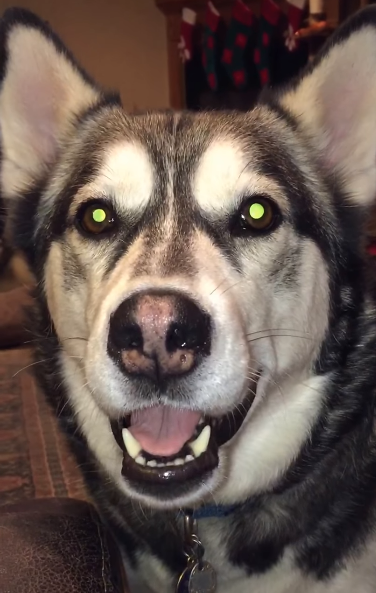 (VIDEO)Husky Talks Back To Mom, But You’ve Never Seen Anything Quite Like This…LOL!