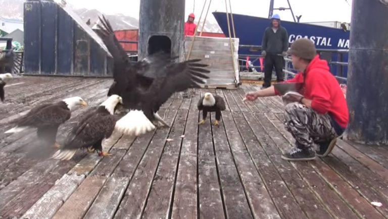 (VIDEO)Fisherman Is Feeding A Huge Flock Of Bald Eagles. But Watch When The Camera Pans Left…