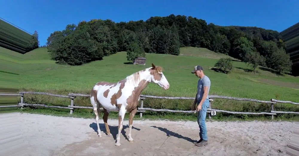 (VIDEO)Man Begins Dancing, but His Horse Takes Center Stage