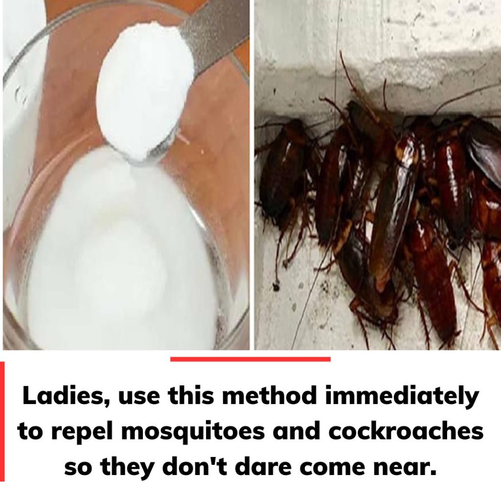 How to repel mosquitoes and cockroaches