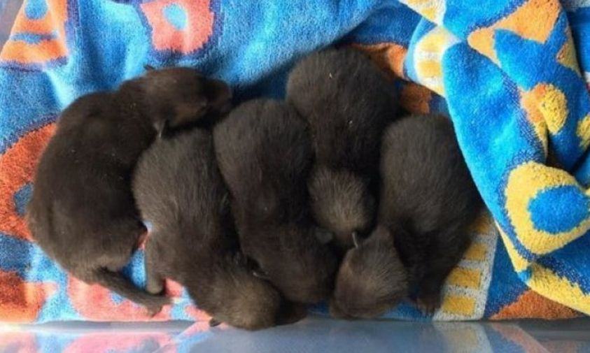 When she lifted up the old mattress to clean the garden, she discovered five puppies.