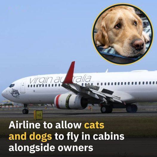 Airline Will Allow Dogs And Cats In The Cabins