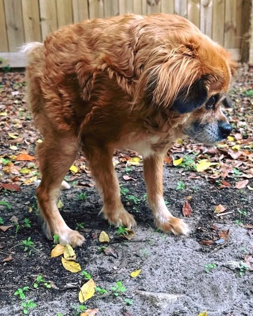 Dog Born With A Short Spine Was Nearly Euthanized As A Puppy, But Is Now Thriving As Internet Star