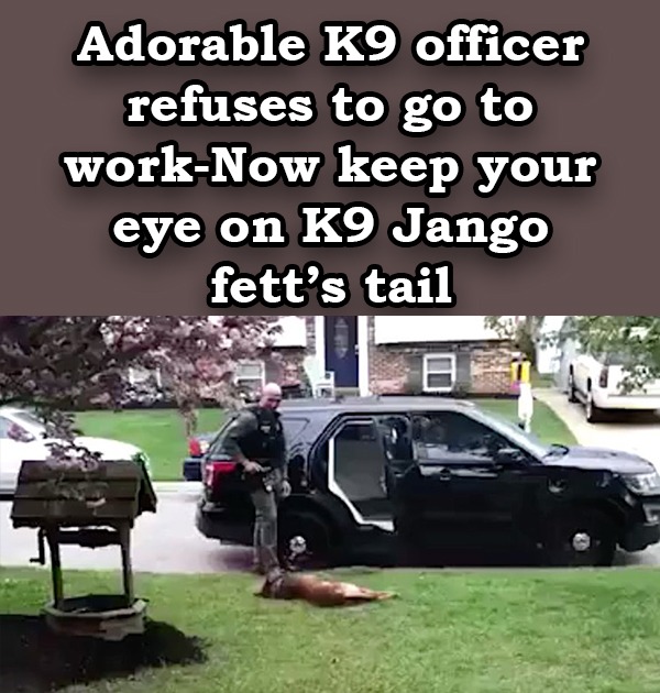 Adorable K9 officer refuses to go to work-Now keep your eye on K9 Jango fett’s tail