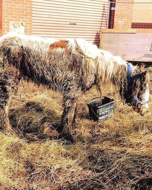 Starving horse Heidi is dumped in mud and left to die – volunteers save her and now she’s winning awards