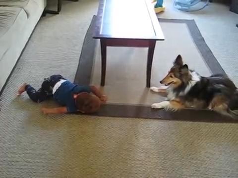 (VIDEO) No One Believed That Their Dog And Baby Could Do This… So They Grabbed A Camera! Brilliant!