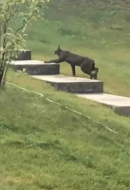 Black Canada Lynx caught on camera for the first time