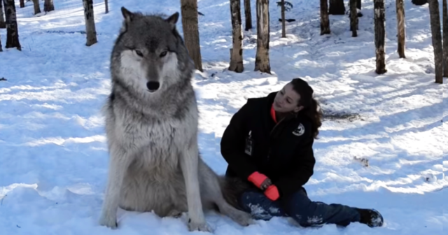 (VIDEO)Giant Wolf Sits Down Next To This Lady, But Watch The Moment When Their Eyes Meet