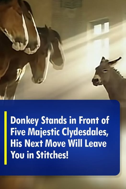 (VIDEO)Donkey Stands in Front of Five Majestic Clydesdales, His Next Move Will Leave You in Stitches!