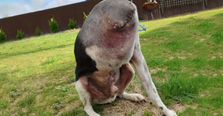 People Are Confused Over This Photo Of A ‘Headless’ Dog