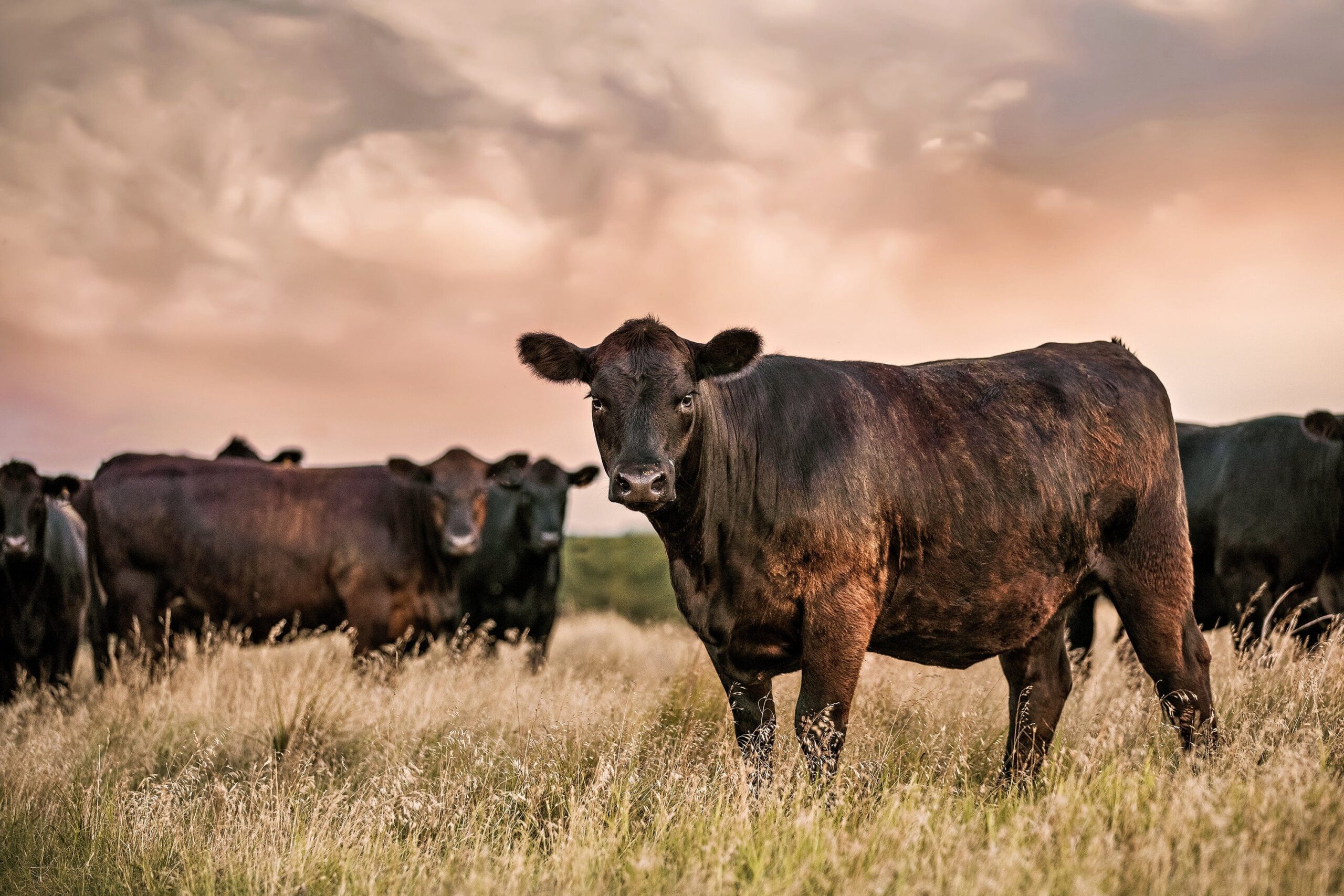 I just invested ,500 in a registered Black Angus bull.