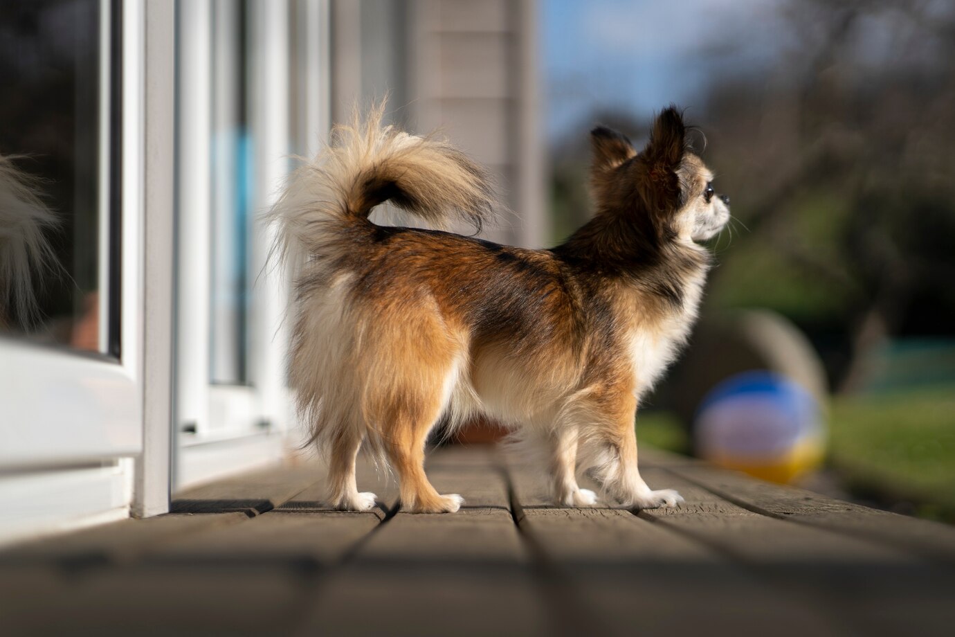 Dog Visits Closed Store Every Day, Then Leaves – One Night, a Poor Boy Follows and Discovers the Truth