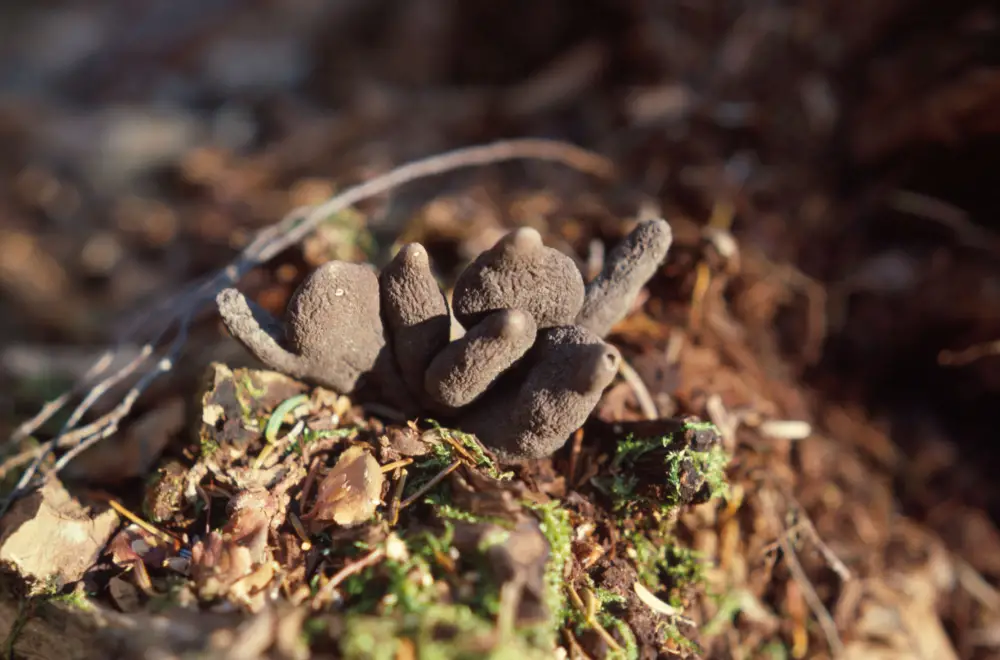 Xylaria Nigripes: The Medicinal Fungus Transforming Health and Wellness