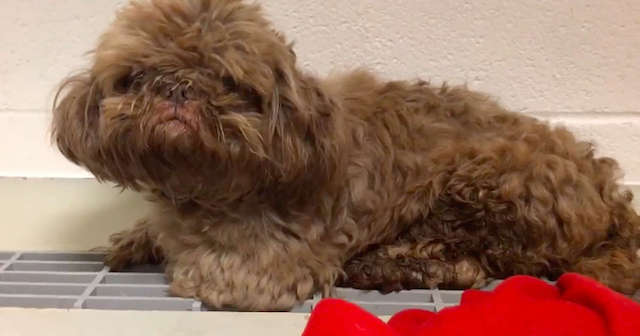 ’20-Year-Old Dog’ Left At Shelter To Be Euthanized Hides Sad Secret Under His Fur