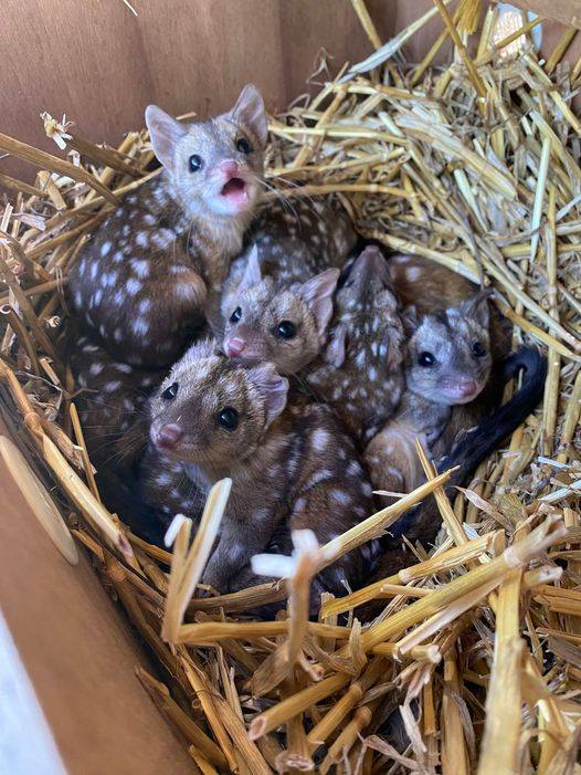 Gang finds unusually spiky creatures in nest – takes a closer look and jaws drop when they realize what kind of animals they are