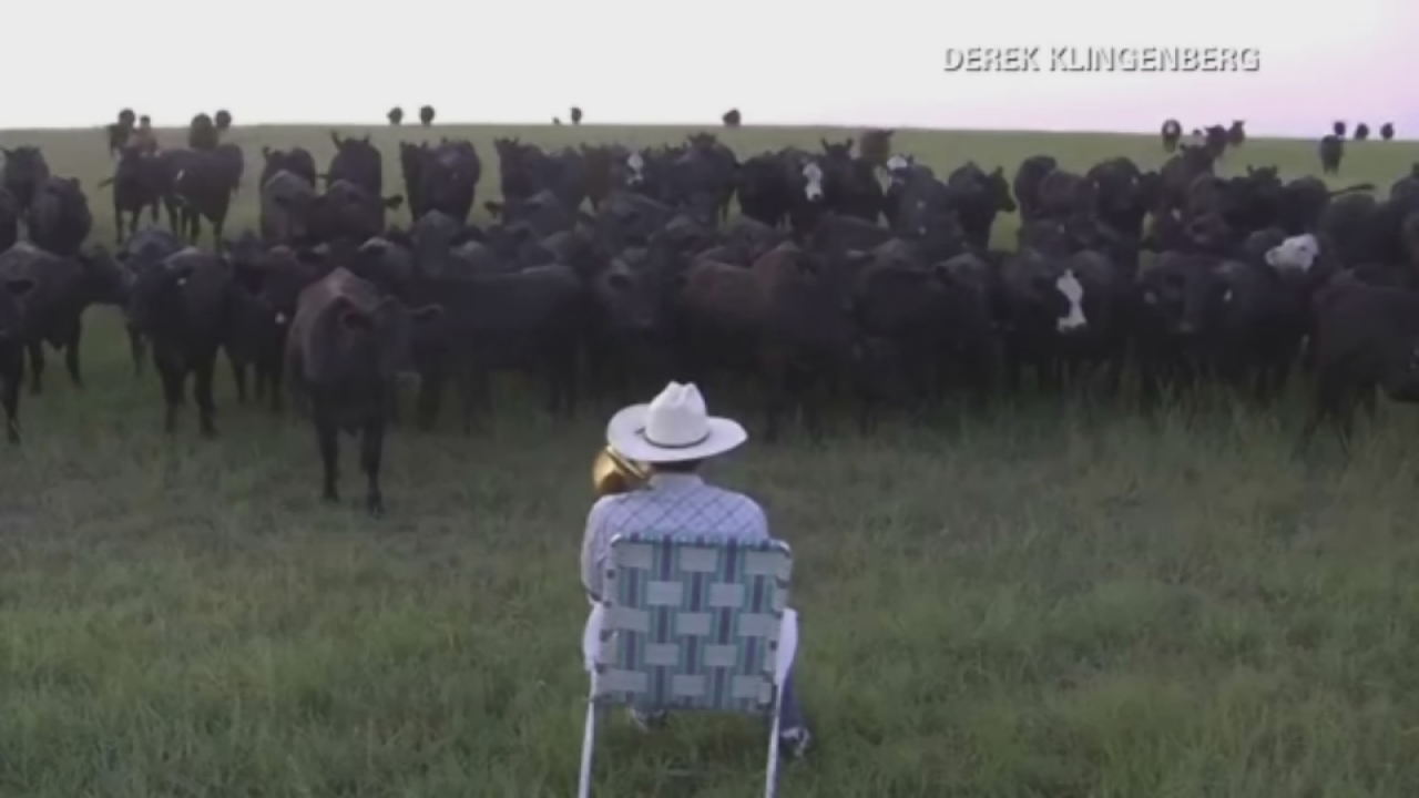 Calling His Cattle Home with a Trombone (Video)