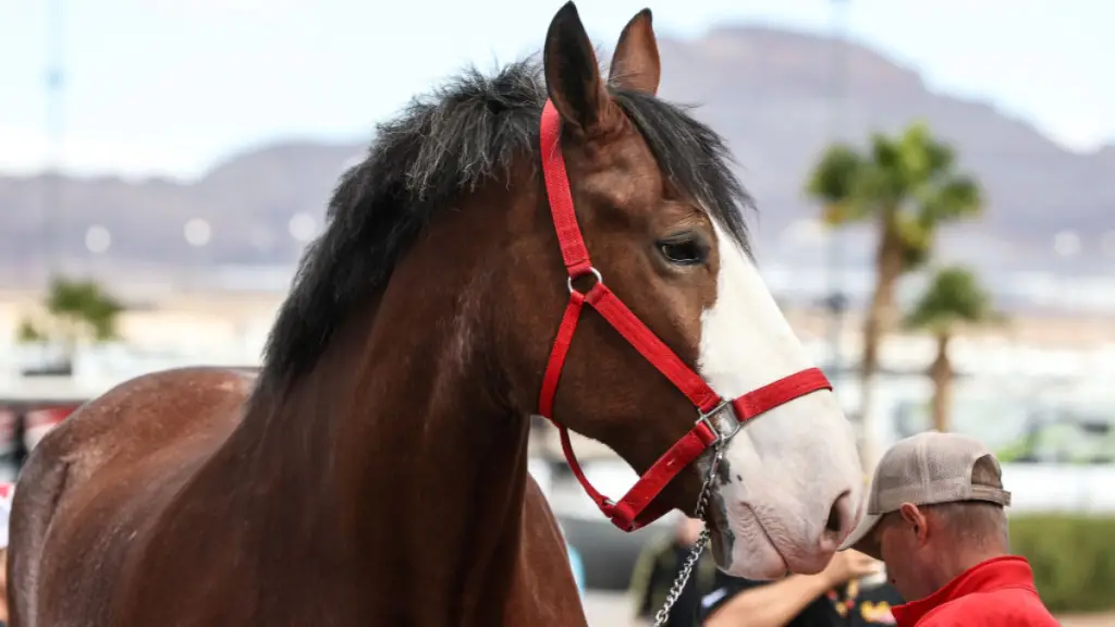 Budweiser Unveils a New Clydesdale Super Bowl Commercial That Will Leave You in Tears