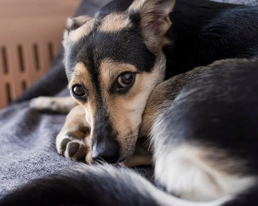 I adopted the oldest shelter dog, fully aware she had only a month left, determined to make her final days as joyful as possible.