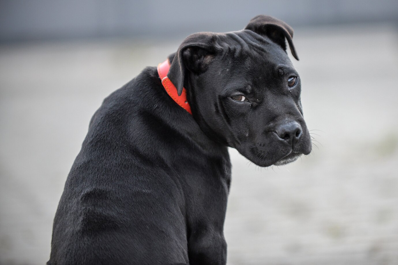 Abandoned Pitbull Loses Faith in Humanity — Until a Cancer Patient Shows Him What Love Means