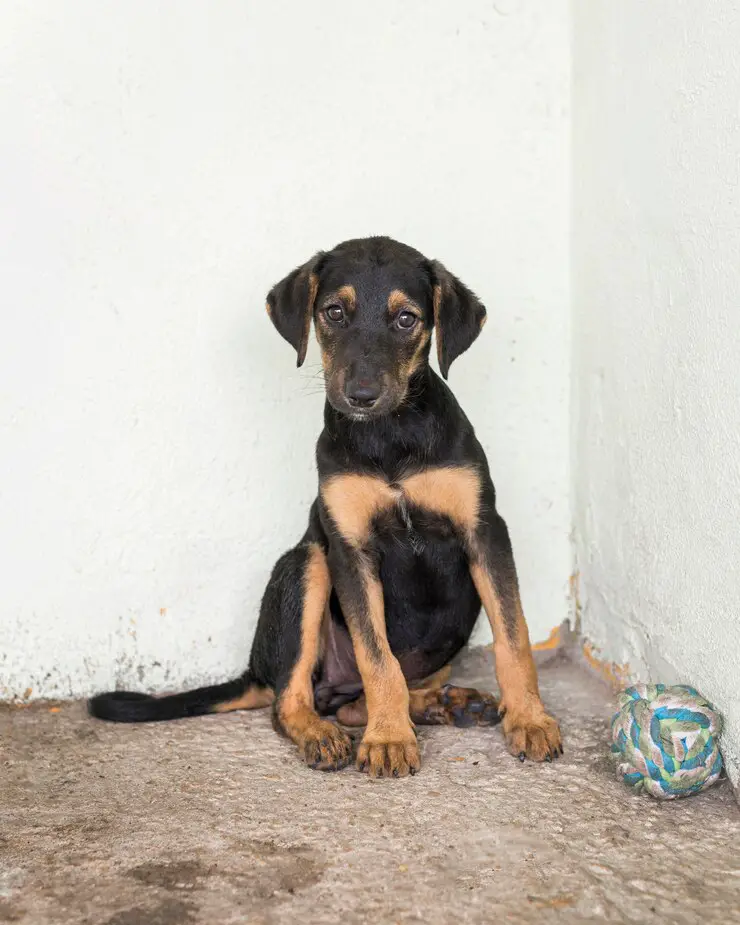 Abandoned Puppy Emerges as the Miraculous Answer to a Grieving Old Man’s Prayer